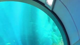 Ocean Shelf at Sea World Abu Dhabi#seaworld #dubai #