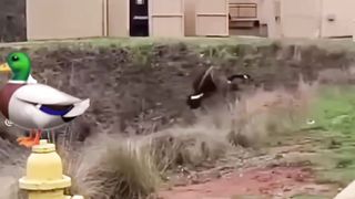 Hilarious clips
