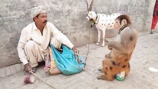 Bandar ka khel _ Bandar ka tamasha _ बंदर का खेल _ monkey full drama _ monkey funny video.