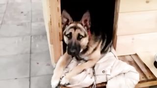 Пёс не заходил в будку. Хозяин был в шоке, когда узнал что внутри