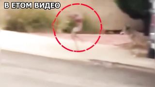 ЛЕСНОЙ МОНСТР и ДРУГАЯ ЧУШЬ СНЯТАЯ НА КАМЕРУ