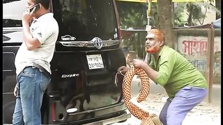 King cobra snake good video