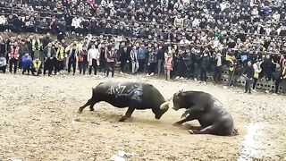 Bull fight