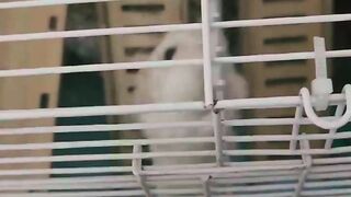爱运动的小仓鼠