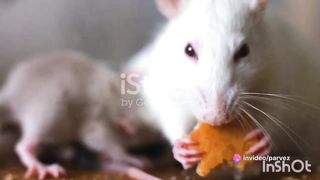 Rat Deases # Chuhe se bimari