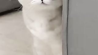 Fears of Sonya's cat????#cat #cats.