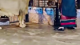 best lion vido