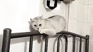 LOL, Crazy Funny Cats Moments Latest Funny Cats Shorts Videos Clips ???????????? -EPS706.