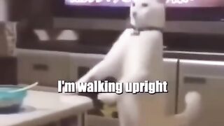 Daily life of a cat???? #fy #fypシ #trending #funny #funnyvideos #trend #tiktok #shortsfeed #lol.