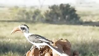 Superhit Jungle scene