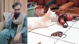 Cat vs snake
