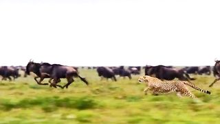 Animal's world tight fight with food