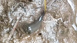 Fishing Monster Eel Stuck in Tree Root