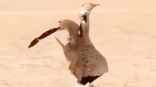 Houbara bustard dance.#bird's #animals #birdsdance