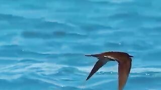 Killing instinct.Fish #fishhunting #predator #shark #wildlife
