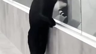 The evolution of cats has already begun