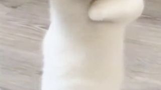 Kucing joget
