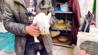 Animals good video