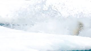 Polar bear is hunting