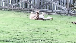 My dogs ancestors would not be proud… #dog #goldenretriever