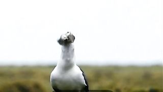 Gulls aren't just scavengers they can be predators ???? #BadNatured #Gulls #Rabbits