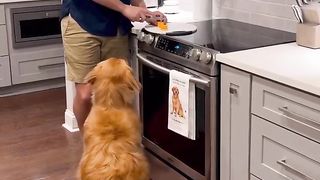 The cheese tax must be paid! #dog #goldenretriever