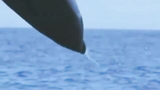 Majestic Dolphin Leaps into the Air ｜ BBC Earth