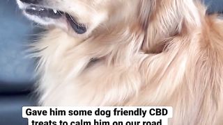 This dog was on cloud nine! ???? #dog #goldenretriever