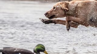 My dog is special… #dog #goldenretriever