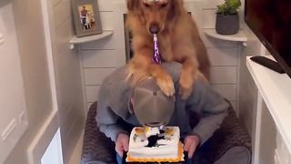 I can’t believe my dog did this to me on my birthday!! #dog #goldenretriever