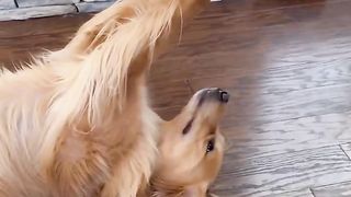 I woke up to my dog having the sweetest moment with his toy!