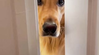 My dog is so clingy! #dog #goldenretriever