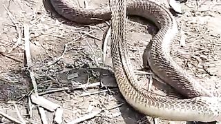 غصے والا سانپ-- ANGRY SNEAK