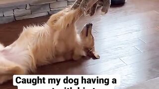 Caught my dog having a moment with his toy! #dog #goldenretriever