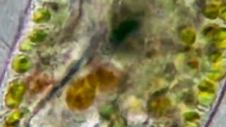 Parasites in the deep sea ???? #DeepSea #IntoTheDeep