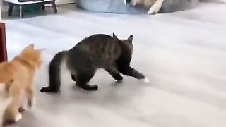 Наподение