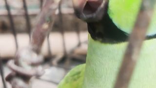 Parrot ????| tota |• Talk parrot ????| Bird | Parrot Sound | cute parrot| Pets parrot |