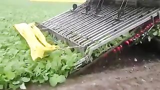 FUNNY LOL WIN