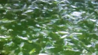 The Power Of NITROBACTER ???? Air kolam Hijau alami, ikan lele sehat, makan lahap, tumbuh cepat