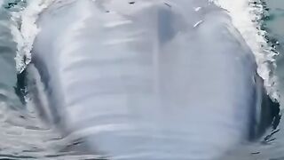 Из китов самым крупным является синий кит. Его длина достигает 30 метров.