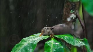 Красные крабы с острова Рождества.