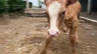 The calf went into a violent rage#fyp