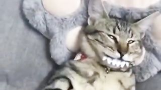 Funny cat sleep