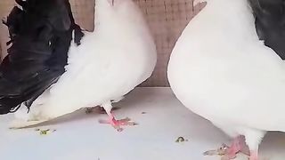 black tails Young breeder pair full round triple tails healthy and active