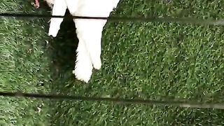 White Danish #pet