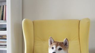 "Canine Chronicles: Tails of Joy, Love, and Furry Adventures"
