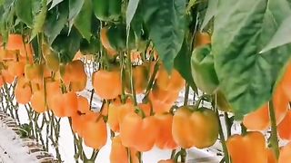 ГРАДИНСКИ СЕКРЕТИ