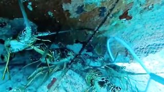 Deep Sea