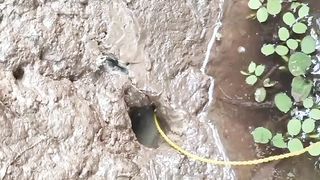 The shy monster eel wants to eat bait