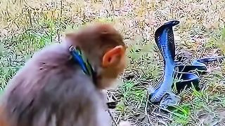 Monkeys are not afraid of cobras at all